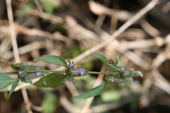 Rungia pectinata